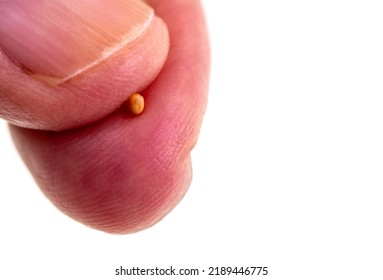 Human Fingers Holding The Mustard Seed. I You Have Faith As Small As A Mustards Seed…