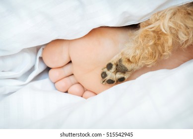 Human  Foot And Dog Paw Together On Bed.