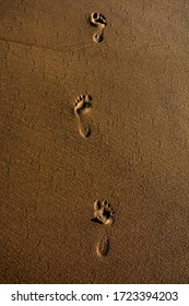 Human Foot Print On The Sand Of A Brazil Beach At Sunset As Seen From Above