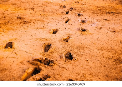 Human Foot Print Waterlogged Area Foot Stock Photo 2163343409 ...