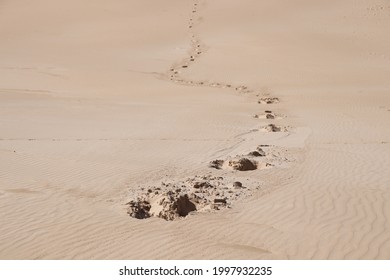 Human Footprints In The Sand That Come To An Abrupt Stop. Mysterious Disappearance Concept Photo. This Photo Has Selective Focus.  