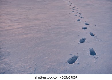 Human Footprints in the snow in the evening.