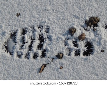 Human Footsteps On The Frosty Ice Of The Frozen Lake Tisza In Winter