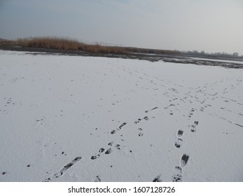 Human Footsteps On The Frosty Ice Of The Frozen Lake Tisza In Winter