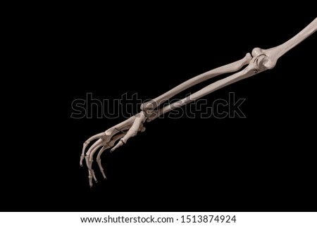 human forearm skeleton anatomy bone