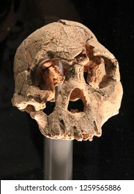 Human Fossil Australopithecus Homo