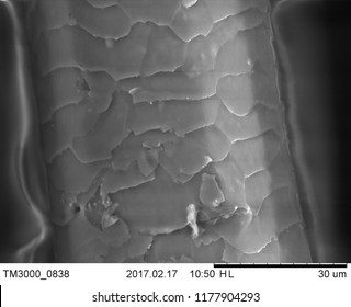 Human Hair Examined By Scanning Electron Microscope.