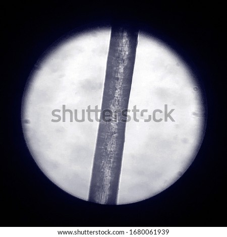 Human hair seen under an optical microscope