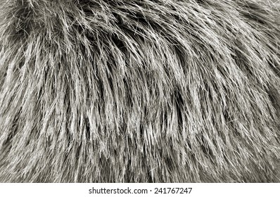 Human Hair Texture Background