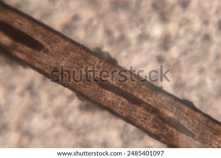 Human Hair Viewed Under a Microscope in Detail