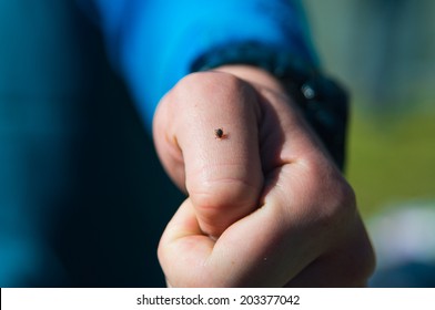 Encefalitis de garrapatas mordidas en la mano humana