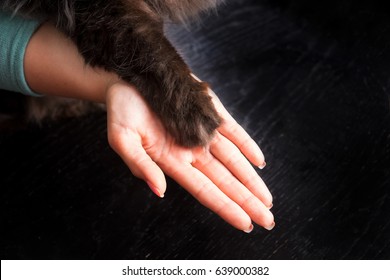 Human Hand And Cat Paw