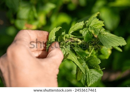 A human hand examines the aphid infested currant leaves in need of spraying and pest control. Diseases of plants.