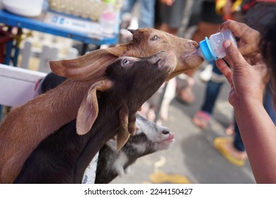 Human hand feeding baby goat