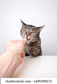 human hand feeding cat with treat. Studio shot of a tabby domestic shorthair cat on white background looking ahead