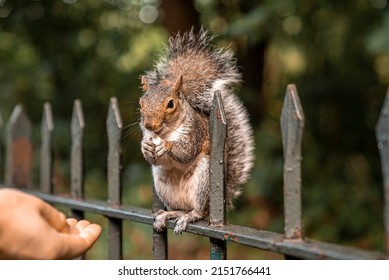 Human hand feeding hungry little squirrel with peanut sitting on spikes fence, Hand feeding cute squirrel with nut