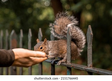 Human hand feeding hungry little squirrel with nut sitting on spikes fence, Hand feeding cute squirrel with nut