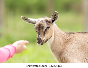 Human Hand Feeding Young Alpine Goat On Farm