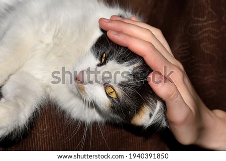 A human hand gently strokes a three-coloured home cat lying on a brown sofa. Cat is enjoying human care.