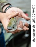 A human hand holding Bull trout fish