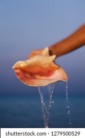 Human Hand Holding Conch Shell