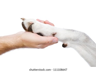 Human Hand Holding Dog Paw. Isolated On White Background