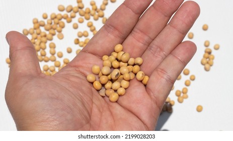 Human Hand Holding Dried Soybean.