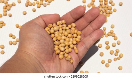 Human Hand Holding Dried Soybean.