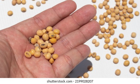 Human Hand Holding Dried Soybean.