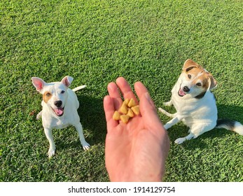 Human hand holding food above two trained white rescue dogs sitting in the lush green lawn waiting patiently for canine enrichment scatter feeding activity, positive reinforcement training tips