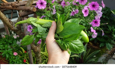 Human Hand Holding Fresh Thai Local Vegetables.