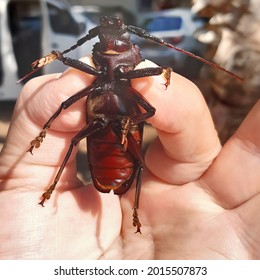 Human Hand Holding Longhorn Beetle, Rhaesus Serricollis (Coleoptera: Cerambycidae: Prioninae)