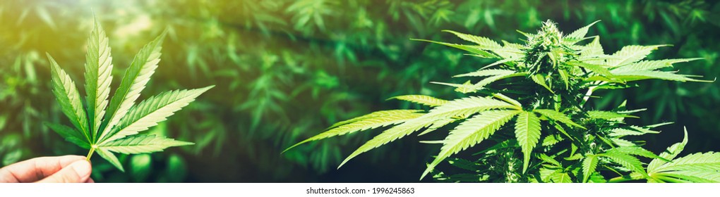 Human Hand Holding Marijuana Leaf From Medical Cannabis Or CBD Hemp Near Blooming Female Plant. BIO Products And Back To The Nature Concept. Wide Banner Background.