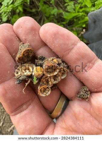 Human hand holding multiple Crucibulum laeve (common bird's nest fungus) fruiting bodies covered in sand and soil. Cup-shaped peridioles with visible spore packets clearly shown. Intimate forager discovery scene.