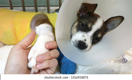 Human Hand Holding A Paw Of Sick Dog Wearing Plastic Protective Collar With Colourful Bandage Lying Inside The Cage At Animal Shelter After Sugery Operation.