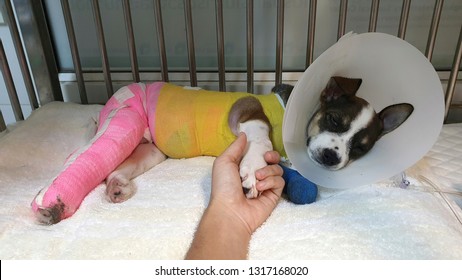 Human Hand Holding A Paw Of Sick Dog Wearing Plastic Protective Collar With Colourful Bandage Lying Inside The Cage At Animal Shelter After Sugery Operation.