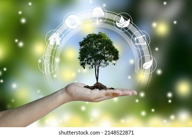 Human Hand Holding Tree On Green Bokeh Background. Concept Of World Environment Day, Eco Earth Day, Preserve Nature, Energy In Nature. 