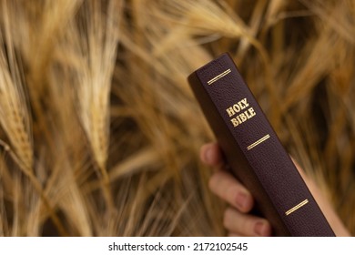 Human hand holds a closed Holy Bible Book with gold text on top of a ripe barley field in the summer harvest season. A closeup.