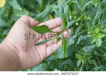 Human hand holds fresh chili peppers