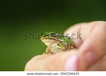 Human Hand holds a green frog, selective focus, green blurred background.