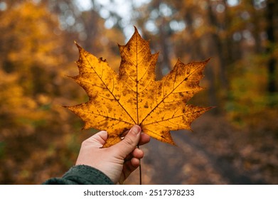 A human hand holds a maple leaf displaying vibrant autumn colors. The background features a forest with trees showcasing various autumn hues. The scene captures the essence of the fall season. - Powered by Shutterstock