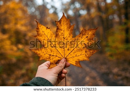 A human hand holds a maple leaf displaying vibrant autumn colors. The background features a forest with trees showcasing various autumn hues. The scene captures the essence of the fall season.
