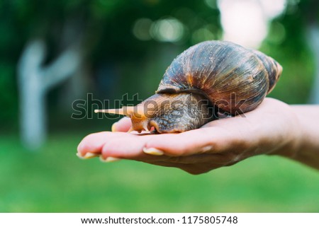 a human hand holds a snail in the palm in the street in the summer. Akhatina has a brown and yellow color