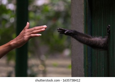 Human Hand And Monkey Hand At The Zoo