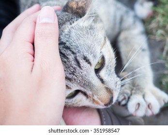 A Human Hand Pat The Stray Cat Face