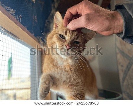 Human hand petting cat head, orange tabby, cathouse 