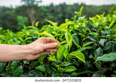 Human hand picking tip green tea leaf on organic tea plantation on Sri Lanka - Powered by Shutterstock