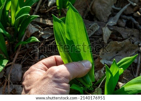 Human hand picking Wild garlic (Allium ursinum) green leaves in the forest. The plant is also known as ramsons, buckrams, broad-leaved garlic, wood garlic, bear leek or bear's garlic.