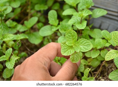 Human Hand Pluck Mint