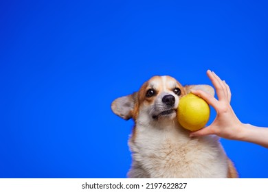 A Human Hand Poking A Sour Lemon Into A Dog's Face. Dog And Lemon, Isolated On Blue Background. Funny Dog Face. World Vegetarian Day. Place To Advertise.